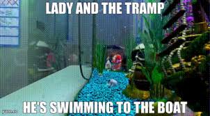 You can choose the most popular free finding nemo gifs to your phone or computer. Yarn Lady And The Tramp He S Swimming To The Boat Finding Nemo Video Gifs By Quotes 77a9ea7c ç´—