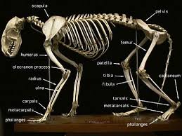 Raccoon Skeleton Anatomy
