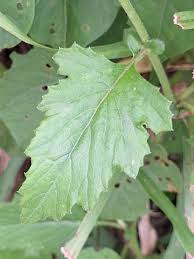 Image result for Crassocephalum uvens