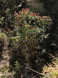 Image result for Acanthus polystachyus