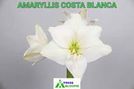 White Amaryllis Means Purity Femininity Children And Innocence Whiteamaryllis That Resemble Lilies Symbo Amaryllis Florist Supplies Seasonal Flowers