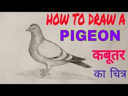 Pigeon Drawing à¤à¤¬ à¤¤à¤° à¤ à¤ à¤¤ à¤° à¤¬à¤¨ à¤¨ à¤ à¤à¤¸ à¤¨ à¤¤à¤° à¤ How To Draw Pigeon Step By Step With Shading Youtube Balasubrahmanyam and lata mangeshkar from the all time hit. pigeon drawing à¤à¤¬ à¤¤à¤° à¤ à¤ à¤¤ à¤° à¤¬à¤¨ à¤¨ à¤ à¤à¤¸ à¤¨ à¤¤à¤° à¤ how to draw pigeon step by step with shading