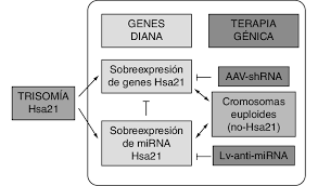 El síndrome de down no es una enfermedad. Alteraciones Geneticas En El Sindrome De Down Y Estrategias De Terapia Download Scientific Diagram