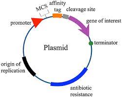 Frontiers Heterologous Expression Of Biopreservative Bacteriocins With A View To Low Cost Production Microbiology