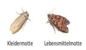 der unterschied zwischen kleider und lebensmittelmotten