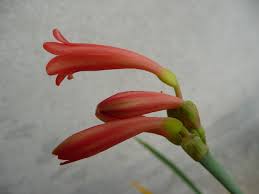 Image result for Cyrtanthus galpinii