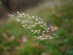 Image result for Trisetopsis milanjianum