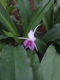 Image result for Kaempferia