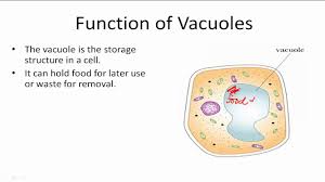 Maybe you would like to learn more about one of these? Function Of Vacuoles Youtube