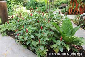 Costus Woodsonii Maas