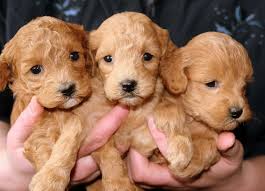 The best puppy food for your puppy's first month of life is the milk from their mother. When S The Best Time To Separate A Puppy From Its Mother Allivet Pet Care Blog