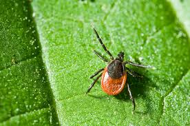 Image result for infected tick bite