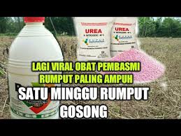Merek racun tikus ramtus merupakan hasil penelitian yang mendalam terhadap perilaku tikus sehingga menghasilkan komposisi racun tikus yang mematikan. Obat Roundup Campur Urea Paling Ampuh Basmi Rumput Sampai Ke Akar Akarnya Youtube
