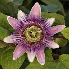 Passiflora Wikipedia Passion Flower Passion Fruit Flower Passion Flower Passiflora