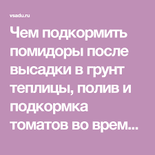 подкормка томатов во время цветения и плодоношения в теплице Chem Podkormit Pomidory Posle Vysadki V Grunt Teplicy Poliv I Podkormka Tomatov Vo Vremya Cveteniya I Plodonosheniya Priznaki Neobhodim Teplica Pomidory Cvetenie