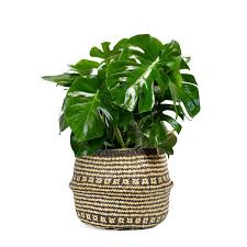 Find many great new & used options and get the best deals for cactus at the best online prices at ebay! Cactus And Succulents House Plants At Lowes Com