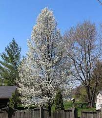 This is true (with a few exceptions) of apple, pear, sweet cherry, japanese plum and some european plums. Types Of Ornamental Flowering Pear Trees Fruitless Pear Trees Pictures