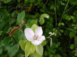 Image result for Cydonia