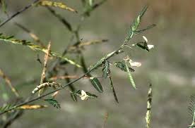 Image result for Aeschynomene sensitiva