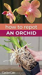 How To Repot An Orchid Orchid Roots Orchids Garden Orchid Plant Care