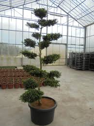 Gartenbonsai.de stellt bei ihren potenziellen kunden einen sehr beliebten suchbegriff dar. Buchsbaum Garten Bonsai Herplant