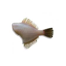 Leatherjacket Headed Gutted 1kg Fresh Gourmet Seafood Online Nz