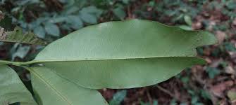 Image result for Hunteria