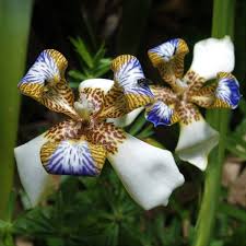 C $8.65 to c $10.65. Flowers Of Sri Lanka On Twitter Neomarica Northiana Iridaceae Is Endemic To Brazil Plantlets Grow From Stem Which Bends Down Allowing Them To Root Hence Walking Iris Https T Co Eezeinbzou