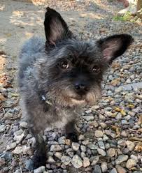 Col Potter Cairn Rescue Network Sunday Sweets In 2020 Dog Photos Vintage Dog Cairn Terrier