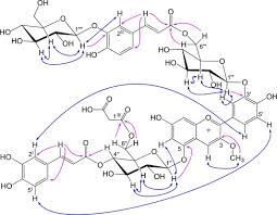 Image result for Bothriocline longipes