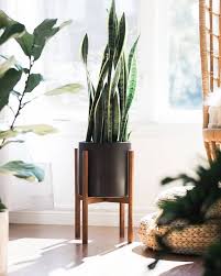 Kılıç çiçeği evlerimizde beslediğimiz bir çiçek çeşididir. Pasa Kilici Cicegi Bakimi Nasil Yapilir