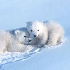 Pin By Tammy On Cute In 2020 Cute Animals Images Baby Polar Bears Polar Bear