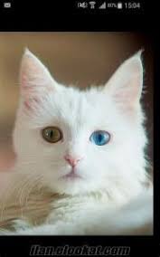 Isparta Kedi