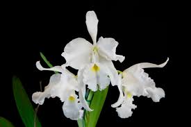 June 2013 Show Table Photographs