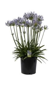 Image result for Agelanthus igneus