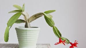 We've got all the repotting a christmas cactus, or any succulent for that matter is an important aspect in keeping your plants in top shape. Christmas Cactus Care The Complete Guide