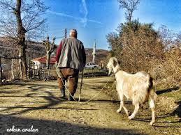 Callica Sokak Keci Coban Sonbahar Yolculuk Street Goat Shepherd Autumn Journey Erkanarslan Goats Animals