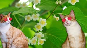 Are you looking for the best and highest quality cat toys supplier in china? Silver Vine Catnip Alternative Purrfect Love