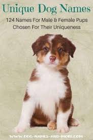 Unique Dog Names Helpful Guide To Finding The Best Name Puppy Names Unique Girl Dog Names Best Dog Names