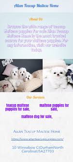How much should your little friend cost? Best Maltese Puppies For Sale Maltese Puppies For Sale Maltese Puppy Teacup Puppies Maltese