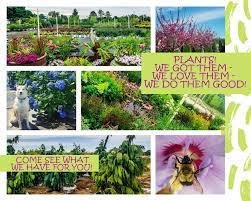 Its importance is that not everyone can be as successful growing plants from. Cottage Gardens Lansing Home Facebook
