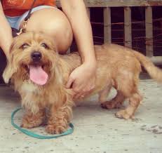 Black And White Shih Tzu Dachshund Mix Schweenie Shih Tzu Dachshund Just A Bunch Of Dachshund Mixes That Will Make Your Heart Explode Dachshund Mix Schweenie Mixed Breed Puppies