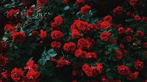 See more ideas about aesthetic desktop wallpaper, macbook wallpaper, laptop wallpaper desktop wallpapers. Red Aesthetic Wallpaper Iphone Roses Facebook Cover Photos Flowers Red Roses Wallpaper