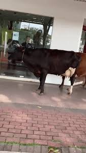 Pei, the building was opened in 1990 and at 72 floors, was the tallest building in hong kong until passing that torch to central plaza three years later. Cows Queue Outside Klang Bank During Mco They Practice Social Distancing Too Thesmartlocal Malaysia Travel Lifestyle Culture Language Guide