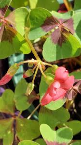 Image result for Oxalis tetraphylla