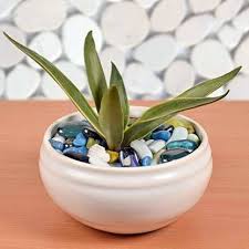 Ceiling and wall planters with ample space around them are great options for houseplants like pothos, philodendrons, ferns, spider plants, and string of pearls. Lasaki Lasaki Small White Bowl Shape Ceramic Pots Best Use For Indoor Plants Planters Flower Pots Gamla For Indoor Or Outdoor And Succulent Pot Hp Plant Container Set Price In India