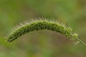 Image result for Setaria verticillata