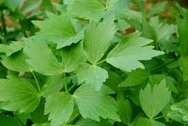 Cut the lower of your cut slightly shorter, referring to our guides. How To Plant Grow And Harvest Lovage