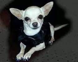 Senior Chihuahua Care Tips