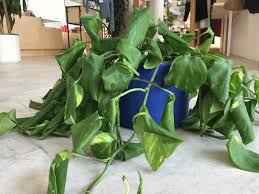 When pothos leaves yellow, it can signal serious problems like the fungal diseases, pythium root rot and bacterial leaf spot. Pothos Plant Care Tips And More All Posts La Residence